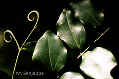 Strychnos wallichiana